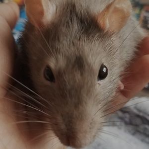 Meet your Posher, Dove